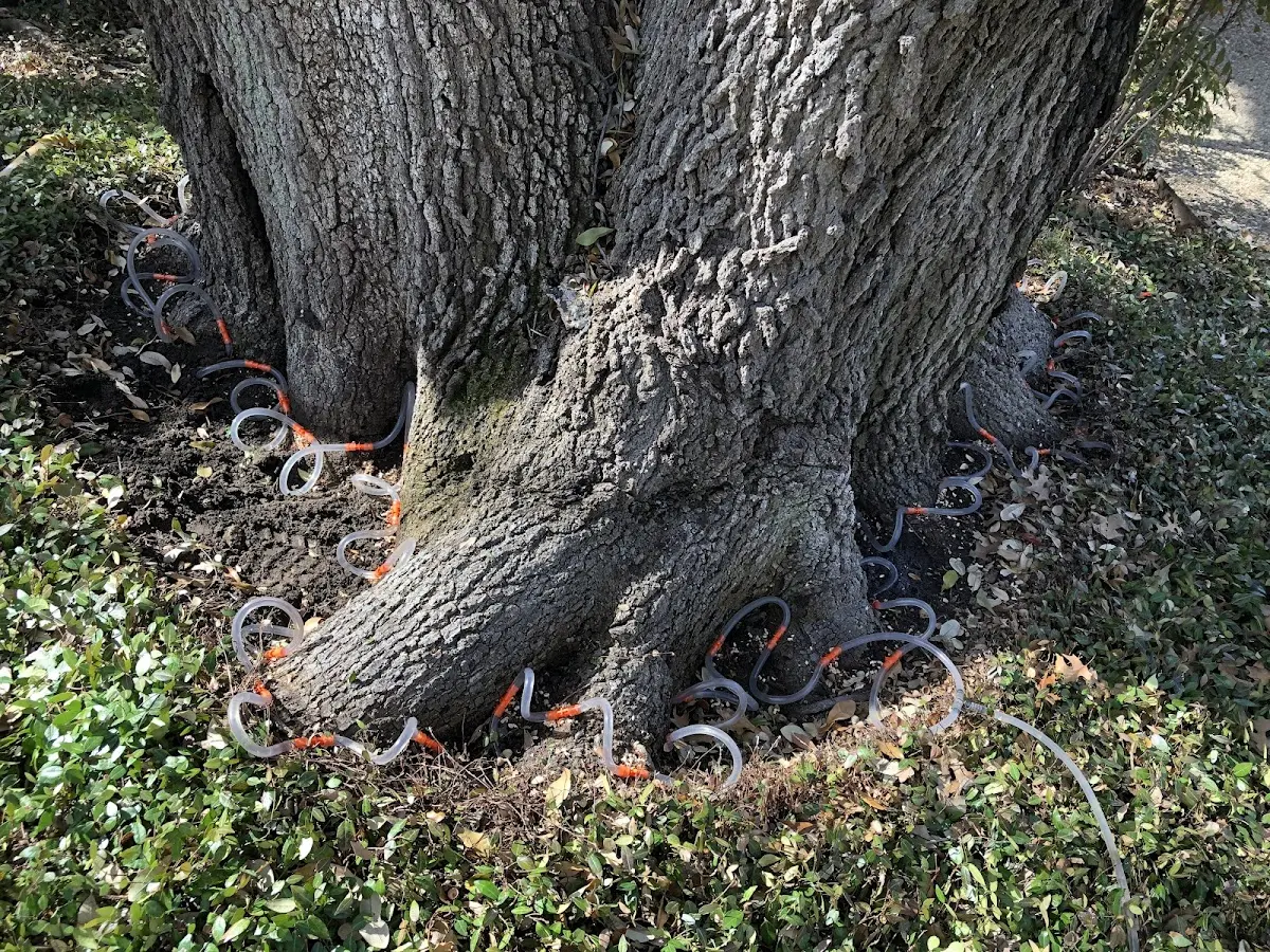 Detailed Tree Cabling and Bracing job site in Knoxville